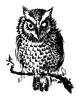 The Owl Hears